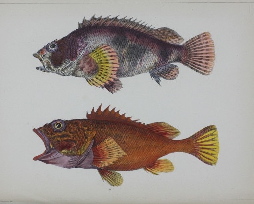 Fish of Japan